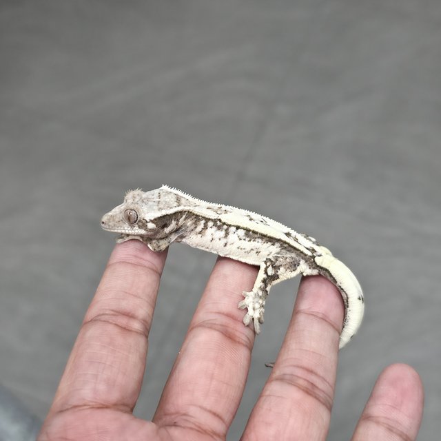 세이블 쿼드 화이트스팟