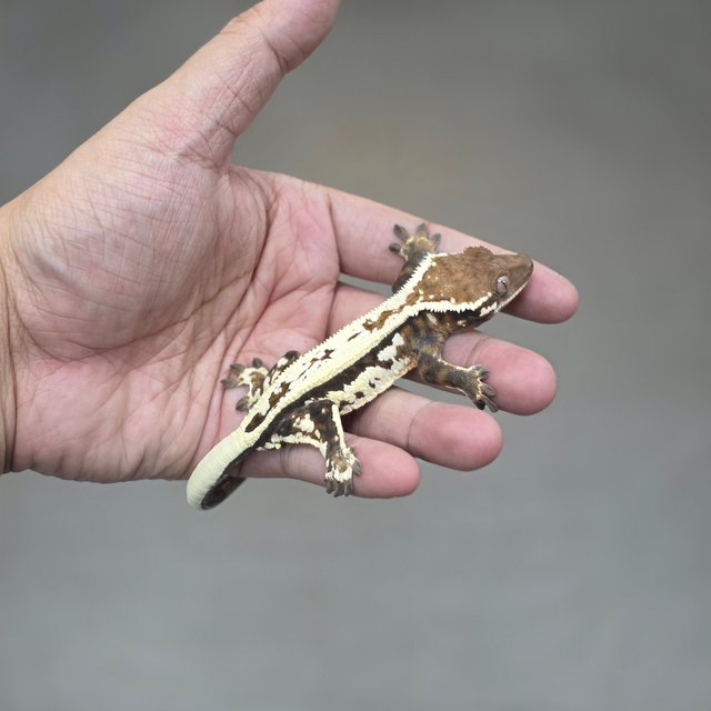 Sable Full Pinstripe Quad