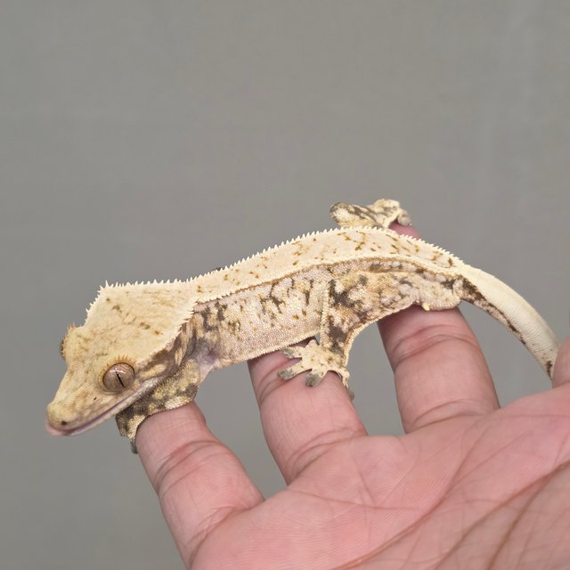 Normal White Spot Drippy