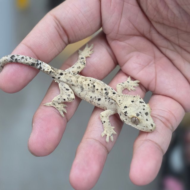 Super Dalmatian