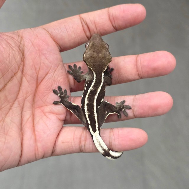 Axanthic