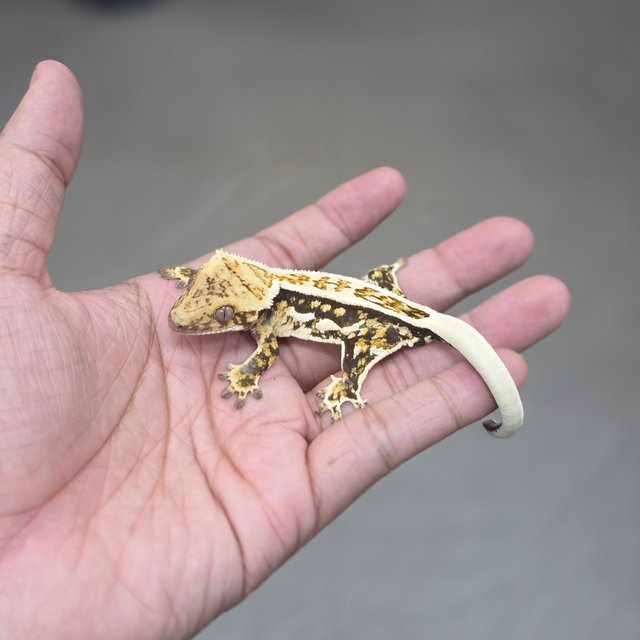 Normal Quad Full Pinstripe