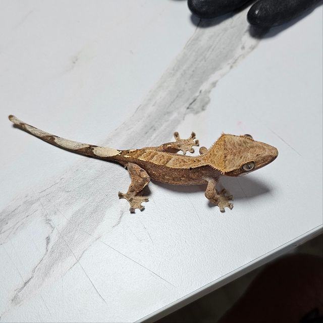 카푸치노