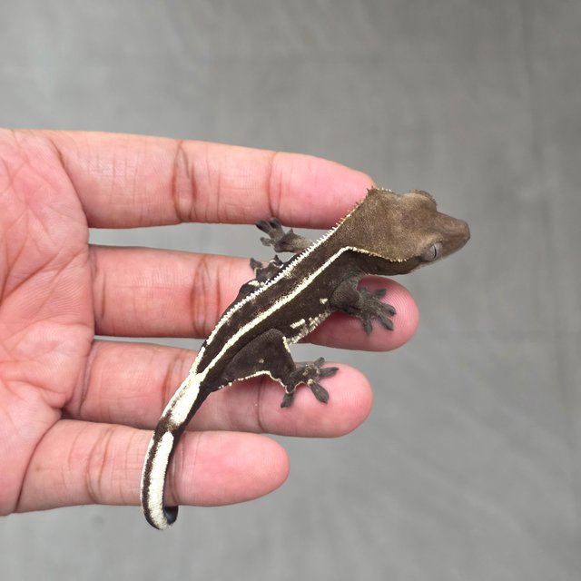 Axanthic
