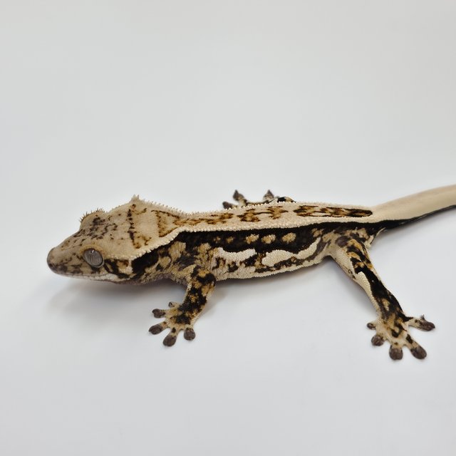 노멀 쿼드 풀핀