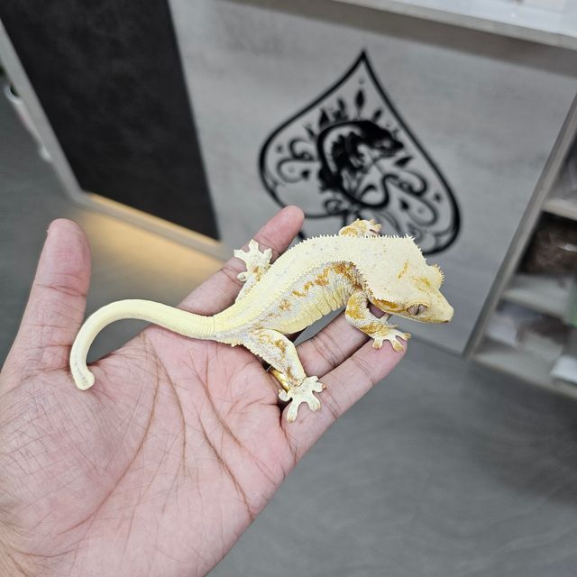 릴리화이트 크림