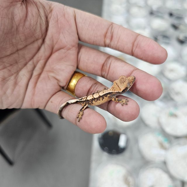 세이블