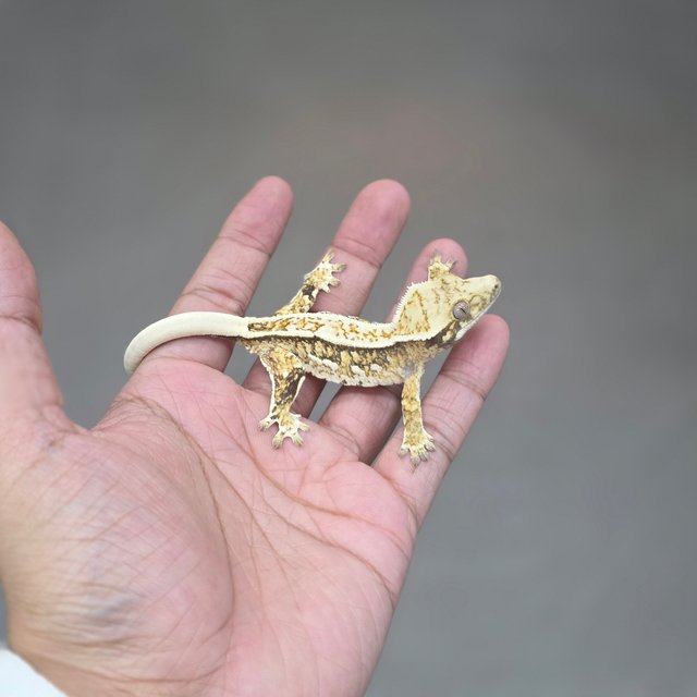 Normal Tri Full Pinstripe