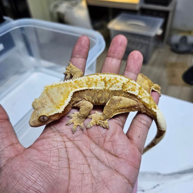 노멀 레드
