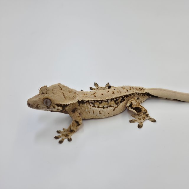 노멀 쿼드 드리피