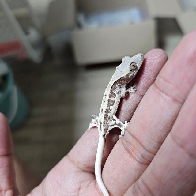 프라푸치노