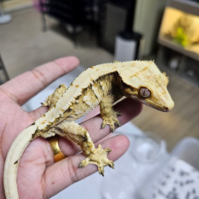 트라이 익스트림할리퀸