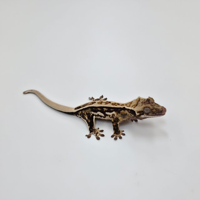 Full Pinstripe Quad Normal