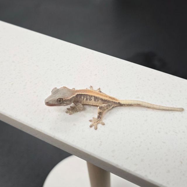 릴리 세이블
