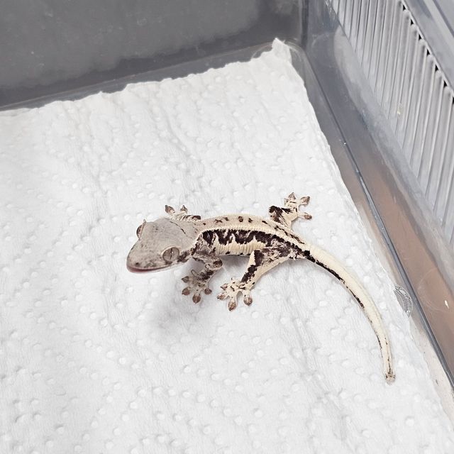 프라푸치노