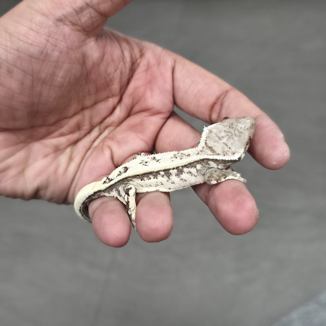 세이블 쿼드 화이트스팟