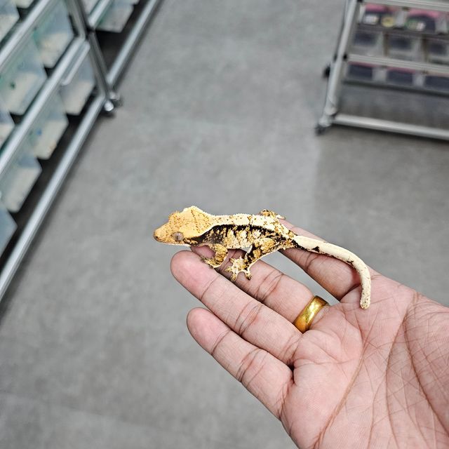 트라이
