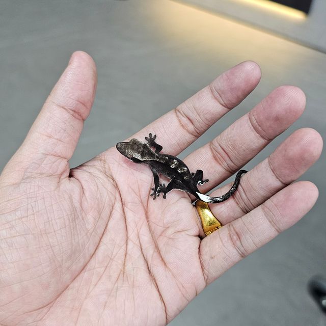 아잔틱