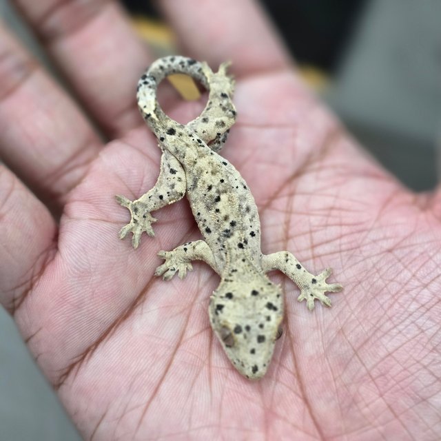 Super Dalmatian