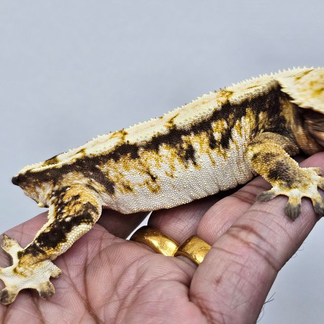 트라이