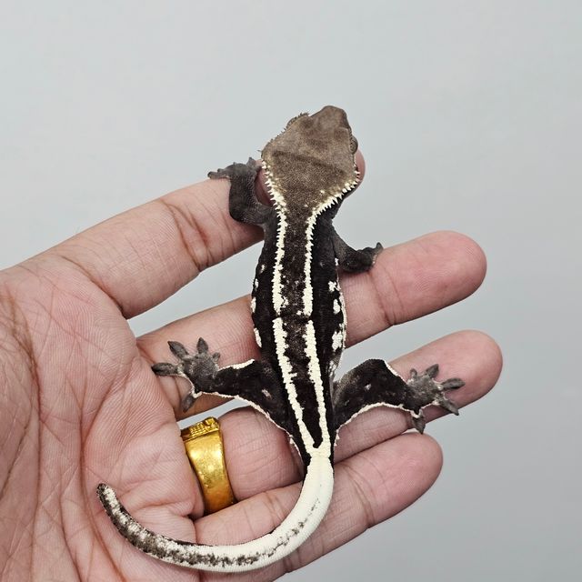 아잔틱