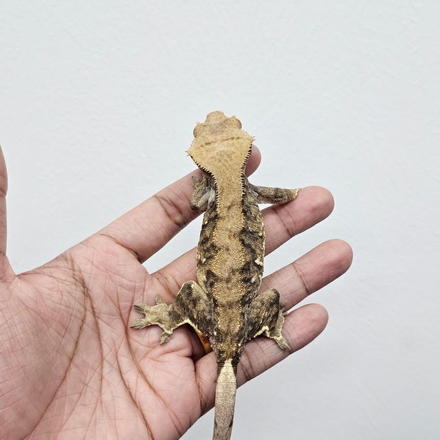 다크 화이트포트홀