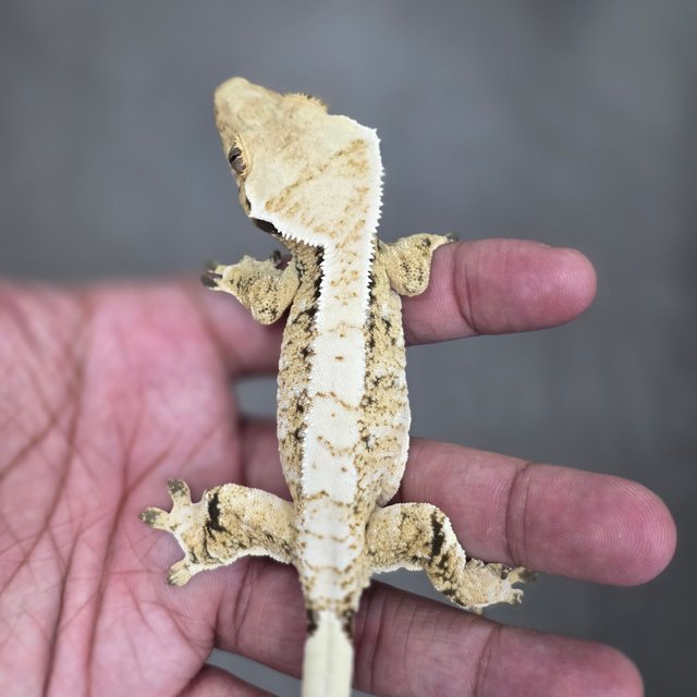 Drippy White Spot Normal