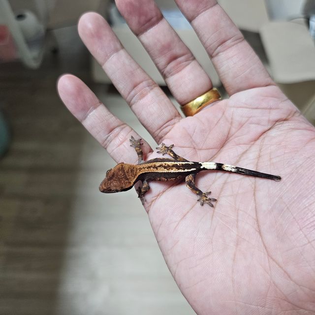 카푸치노 엠티백