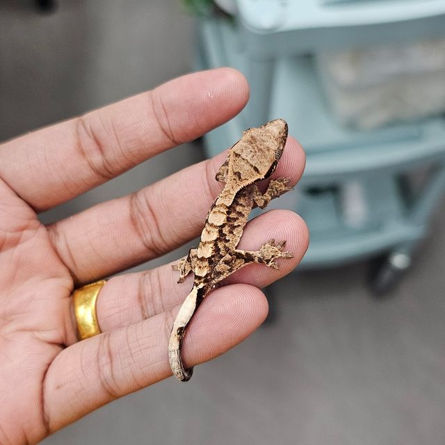 세이블