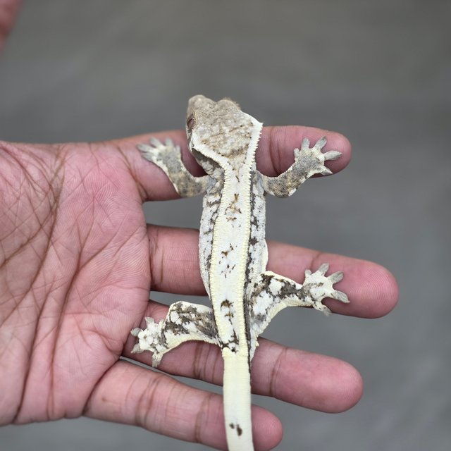 Quad White Spot Sable