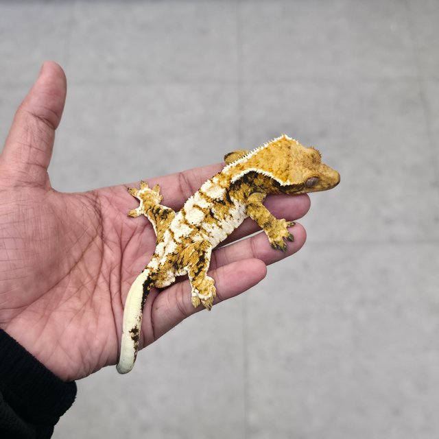 트라이 익스트림할리퀸