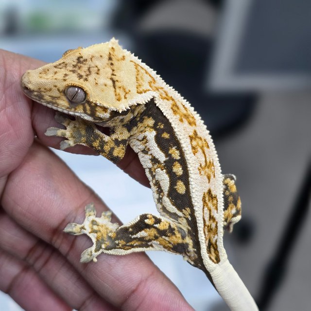 Quad Full Pinstripe Normal