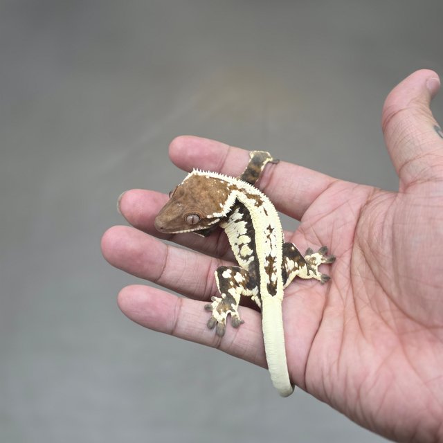 Sable Full Pinstripe Quad