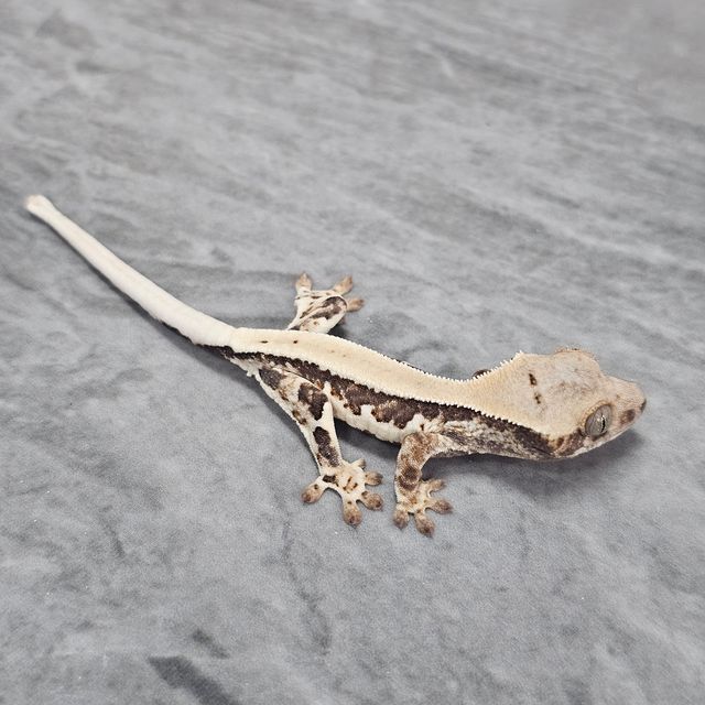 프라푸치노