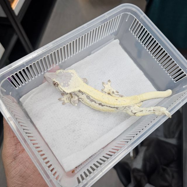 프라푸치노