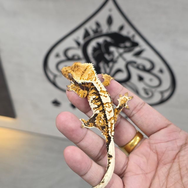 트라이