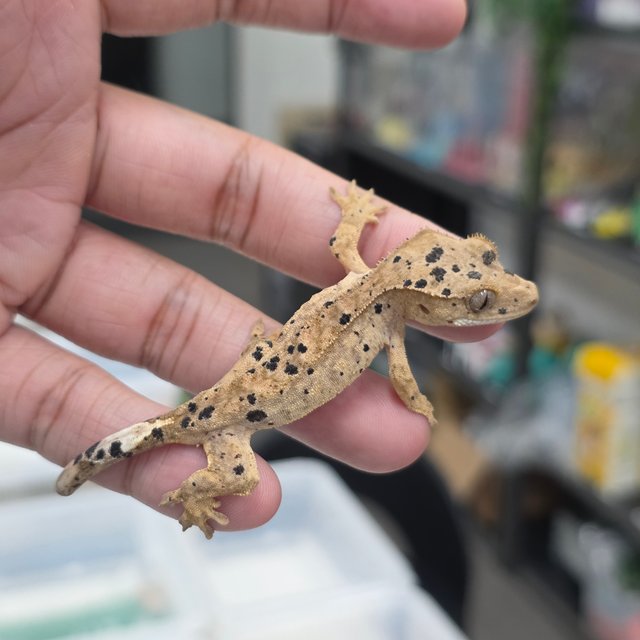 Super Dalmatian