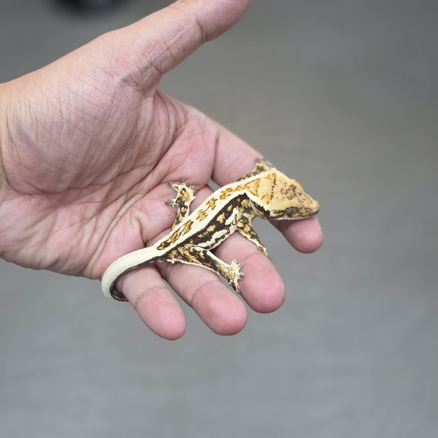 Normal Quad Full Pinstripe