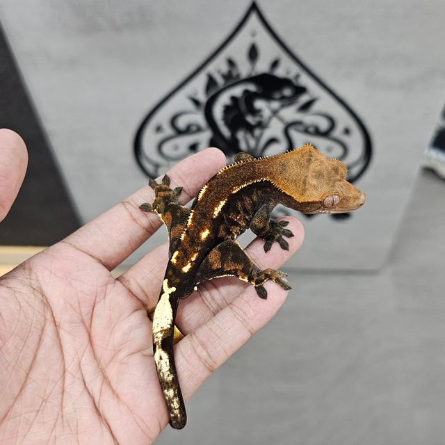 카푸치노