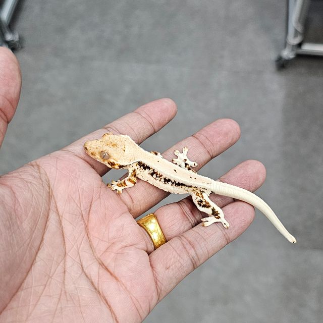 릴리화이트 트라이