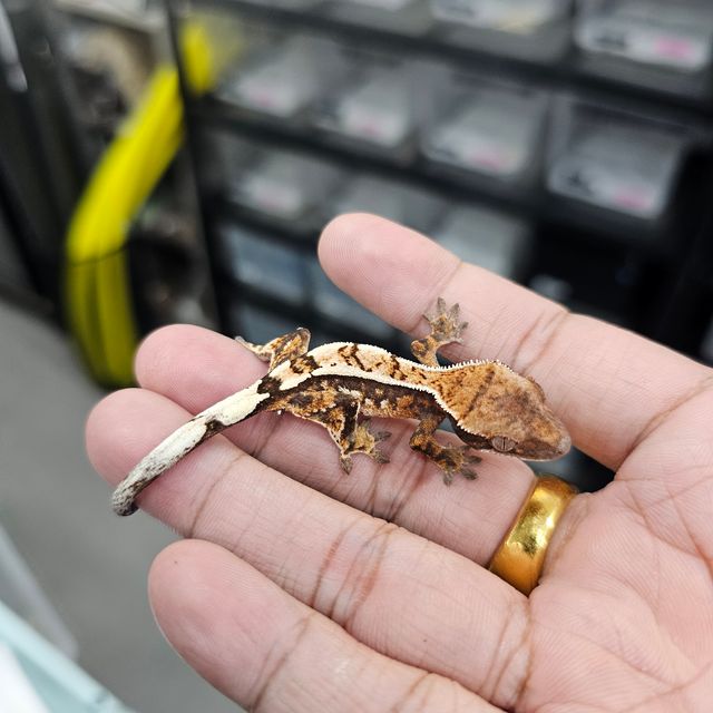 세이블