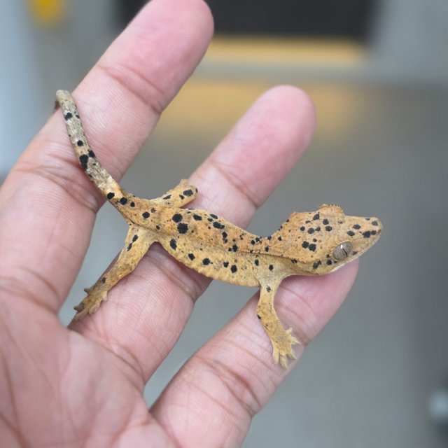 Super Dalmatian
