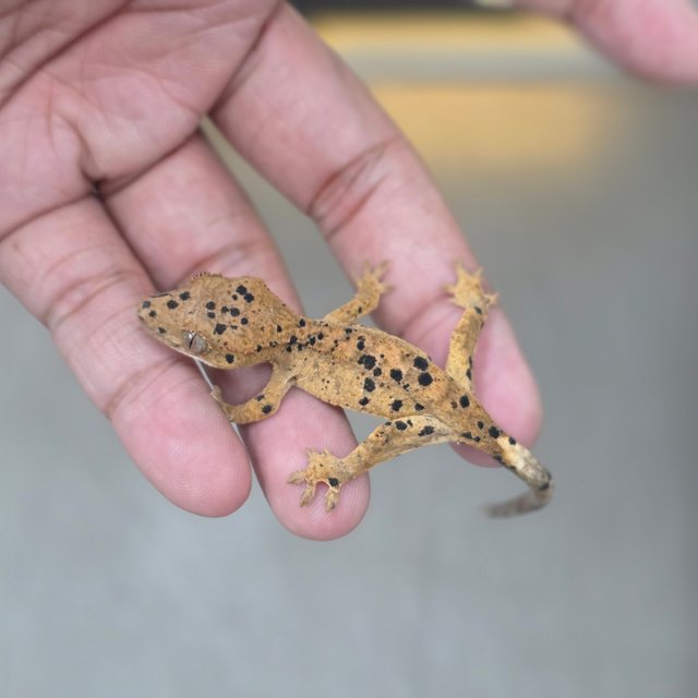Super Dalmatian