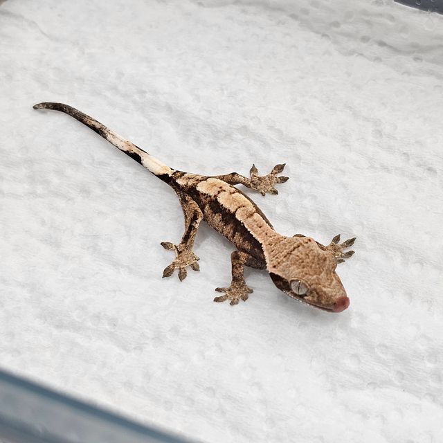 세이블