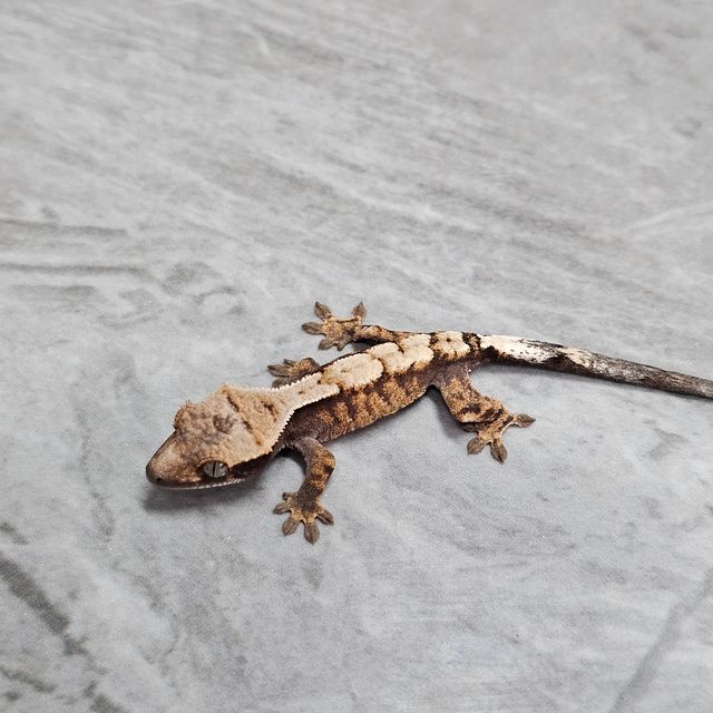 세이블