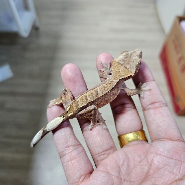 카푸치노