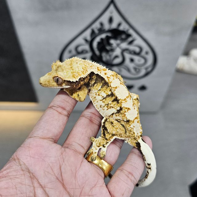 트라이