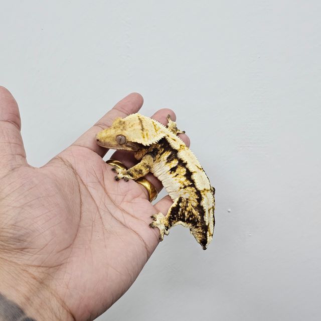 트라이