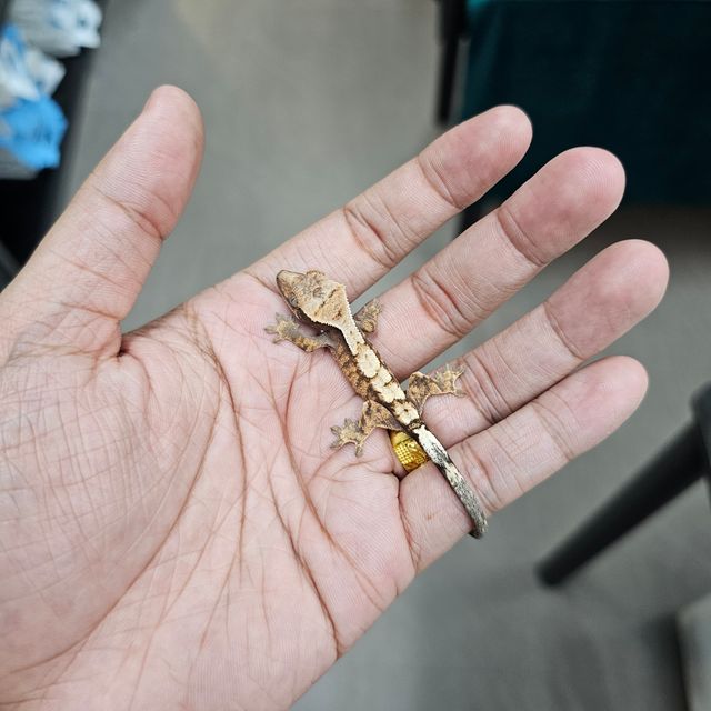 세이블