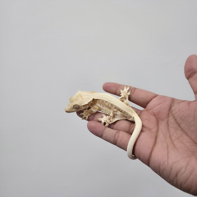 Lilly 100% Het Axanthic